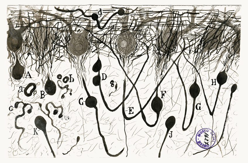 Santiago Ramón y Cajal — glial cells of the cerebral cortex. Public domain.