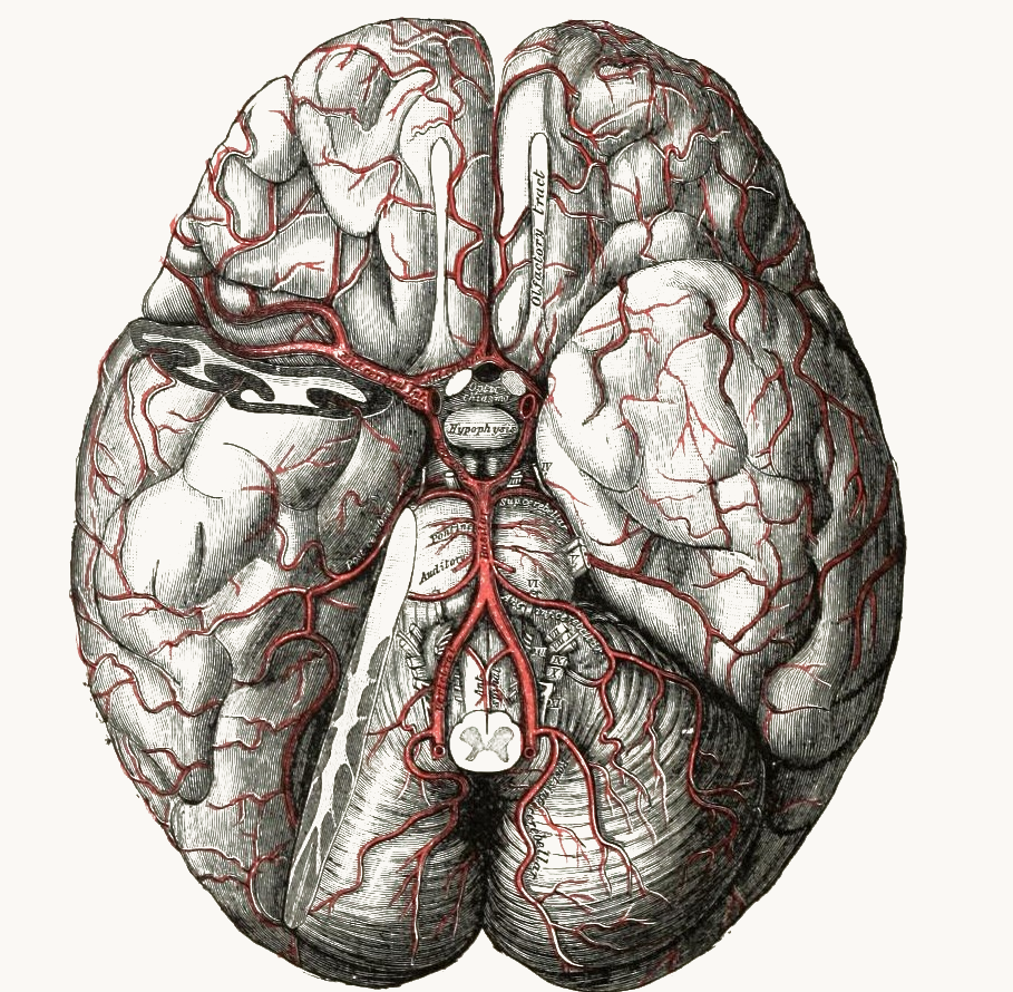 Thomas Willis — polygon of the cerebral arteries. Public domain.