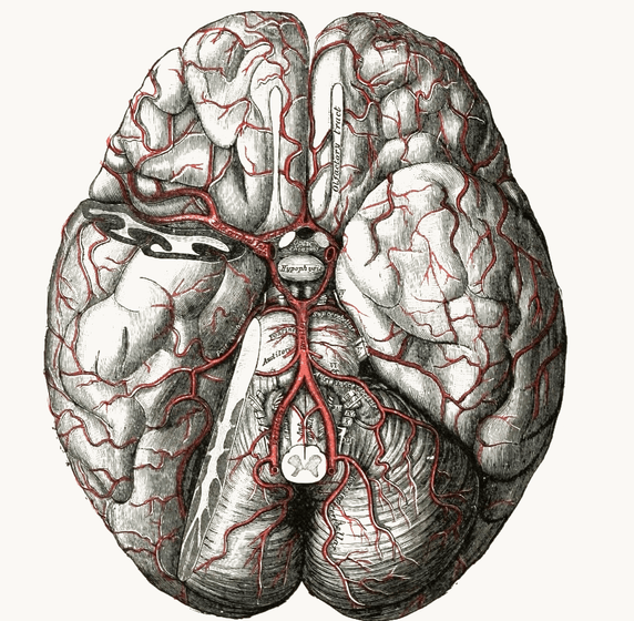 Thomas Willis — polygon of the cerebral arteries. Public domain.